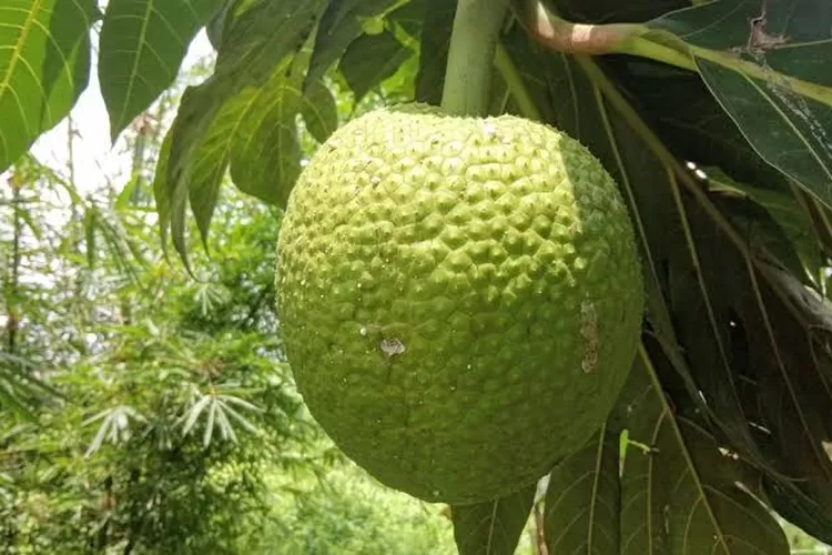 Manfaat sukun untuk kesehatan tubuh  (Istimewa)