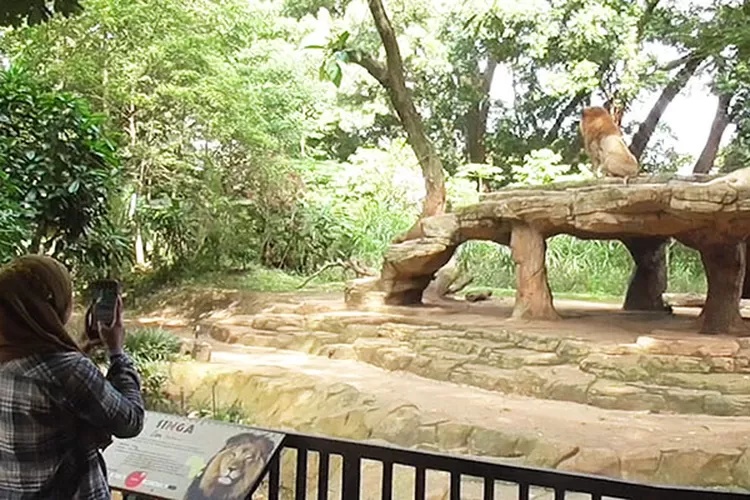 Pengunjung Bazooga Mengabadikan Momen Aktivitas 2 Ekor Singa (Budi Hartati)