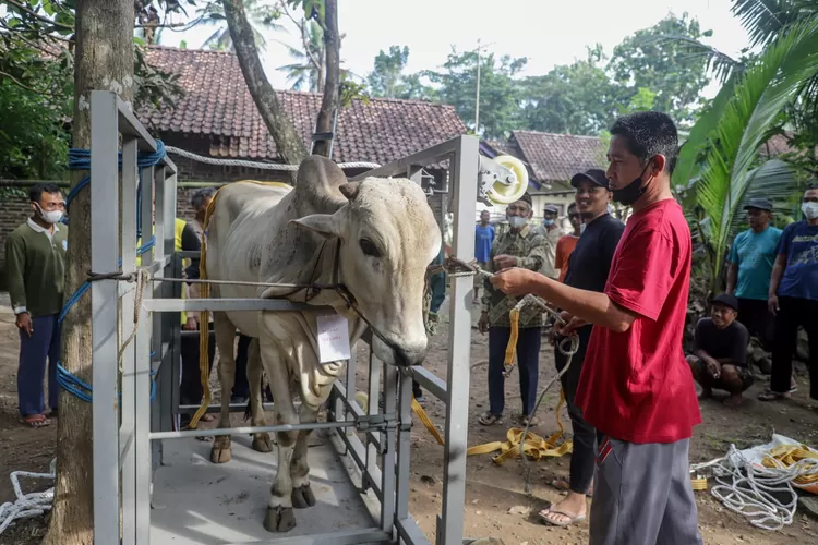 Hewan Kurban dari Baznas Sleman yang Didistribusikan di 4 Kapanewon. (Dokumen Humas Sleman.)
