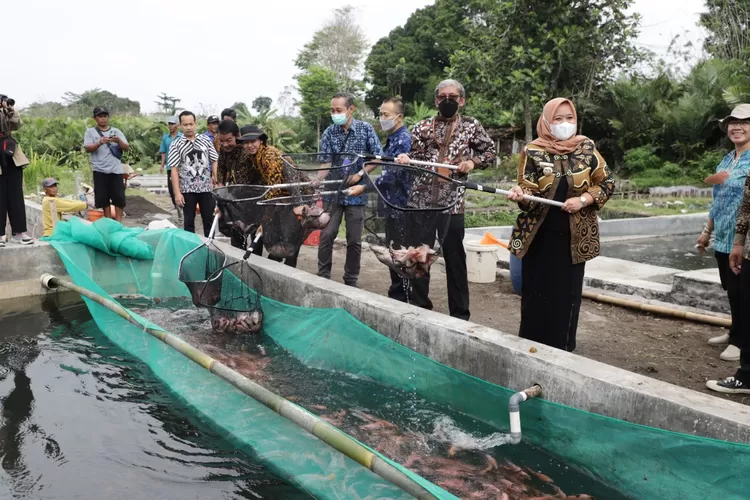 Bupati Sleman Simbolis Panen Ikan Tanda Dibuka Agrowisata di Turi. (Dokumen Humas Pemkab Sleman.)