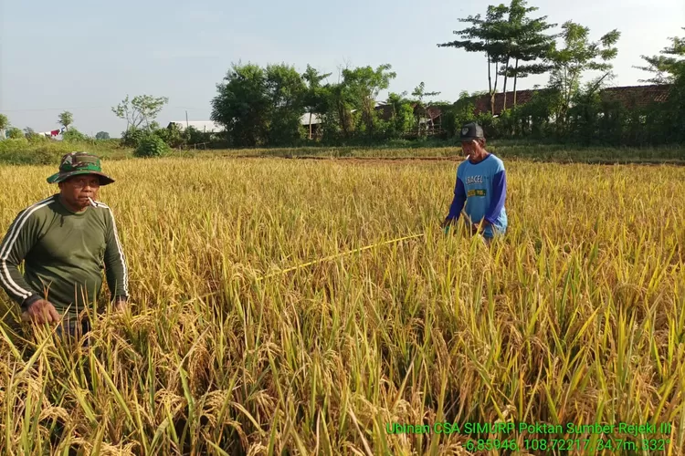 Petani Cirebon tingkatkan Produktivitas (Ist)
