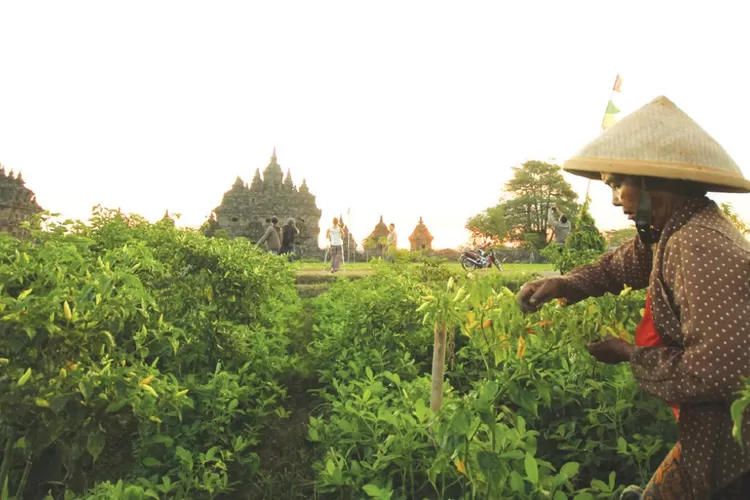 Materi 'Usaha Peningkatan Hasil Agraris', Kunci Jawaban Tema 2 Kelas 5 Halaman 32