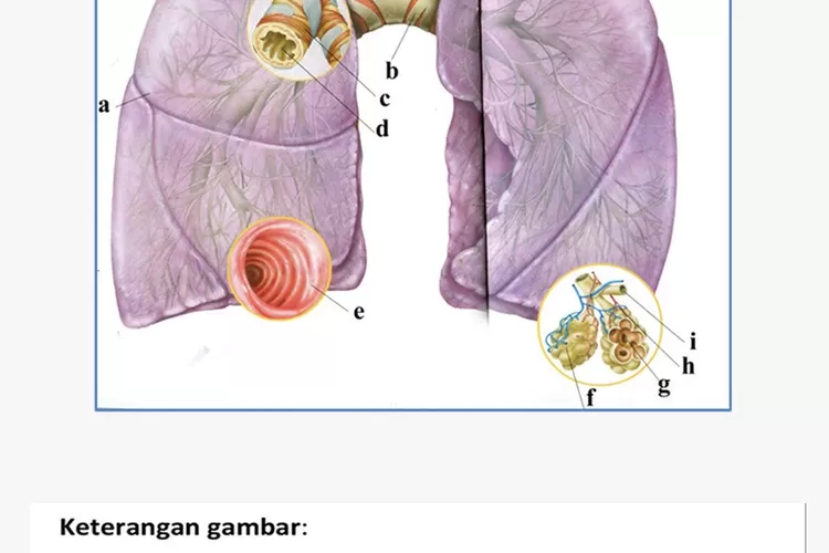 Kunci Jawaban Tema 2 Kelas 5 Halaman 16 17 18: