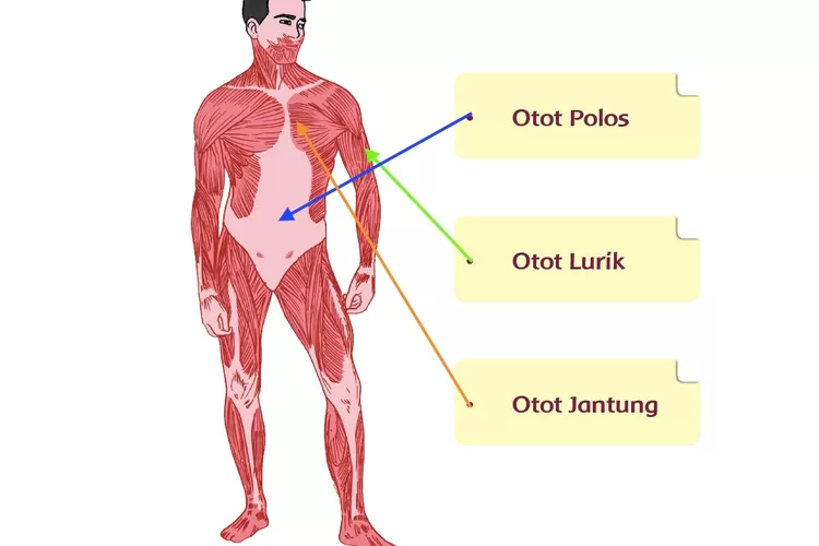 Materi 'Ide Pokok Otot Manusia', Kunci Jawaban Tema 1 Kelas 5 Halaman 107 109