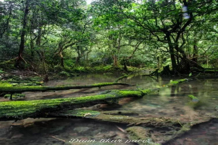 Hutan yang sejuk, destinasi Wisata Negeri Dongeng di Papua (Instagram @hits_supiori_papua)