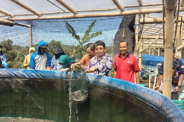 Panen lele di Dusun Patehan kelurahan Gadingsari, Sanden Bantul. (Istimewa)