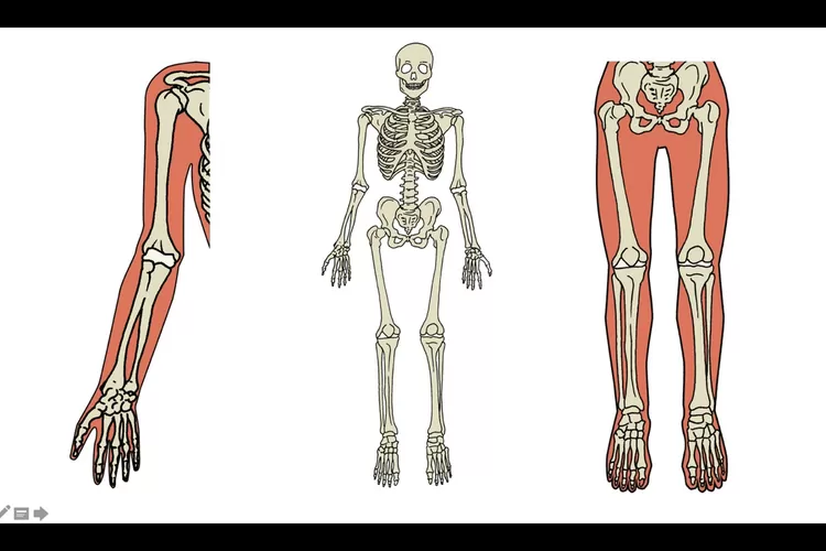 Materi 'Fungsi Tulang Lengan', Kunci Jawaban Tema 1 Kelas 5 Halaman 68 69