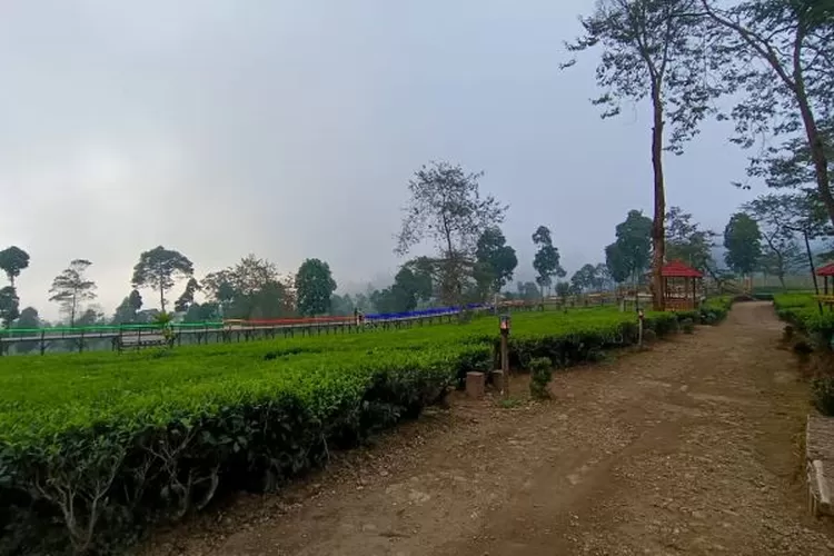 Salah Satu Spot di Kebun Teh Tambi Wonosobo. (Ayoyogya.com/ Rahma Rizky Wardani)