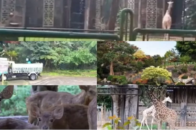 Wajib Dikunjungi!!! Kebun Binatang di Indonesia Yang Sangat Indah dan Unik (tangkapan layar via YouTube @Yenni Travelling)