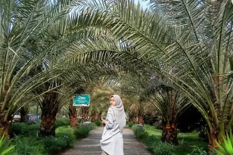 Potret referensi liburan keluarga di Wisata Kebun Kurma Pasuruan, destinasi wisata Perkebunan Pasuruan, Jawa Timur seperti di Arab (instagram @wisatakebunkurma)