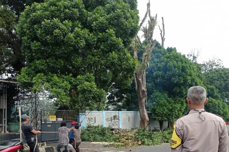 hujan deras di bogor menyebabkan pohon yang rawan tumbang ditebang. Foto/Instagram (Foto/Instagram)