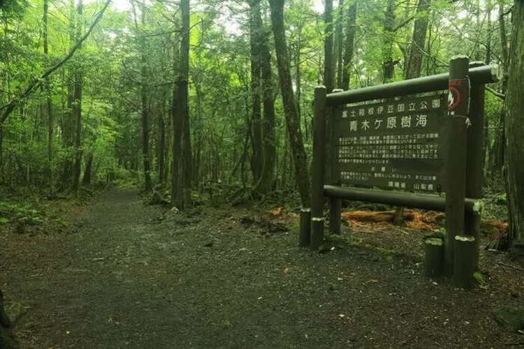 Wisata horor di Jepang, Aokigahara, juga dikenal dengan sebutan 'jukai' yang berarti hutan lebat. (Akun Instagram @kejepangonline)