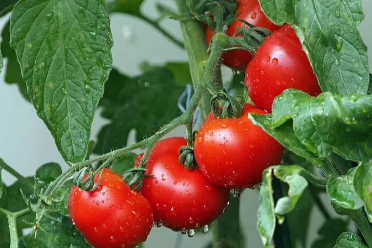 Pohon tomat (Foto: Pixabay)