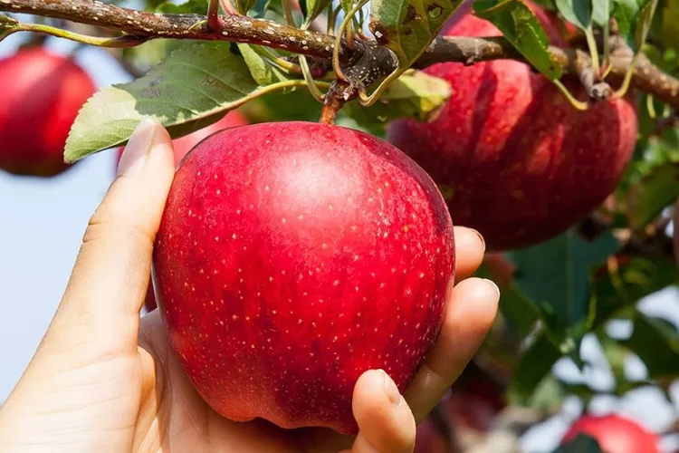 Wisata petik buah apel di Kota Malang yang sayang untuk dilewatkan.  (Akun Twitter @EMCOPaint)