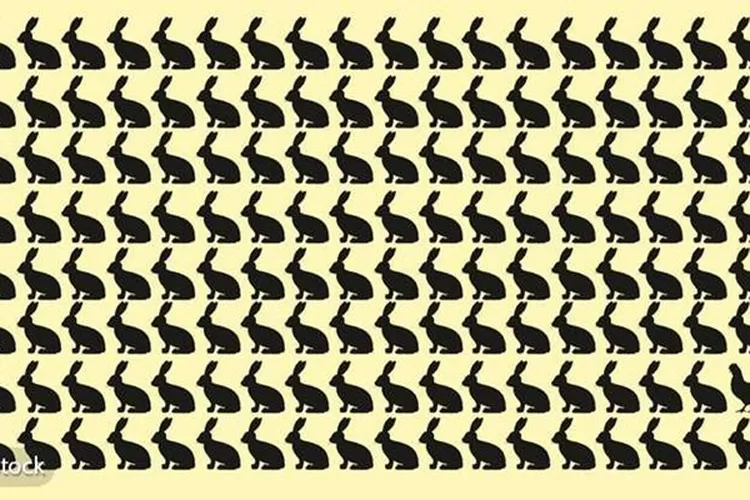 Tes IQ Online: Temukan Gambar Ayam Tersembunyi dalam Waktu 30 Detik. (Mambee)