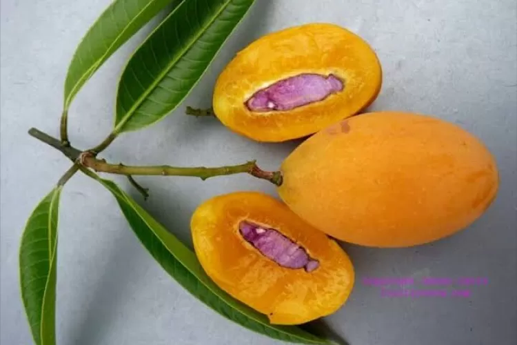 Gandaria, buah berkhasiat yang memiliki segudang manfaat bagi kesehatan tubuh.  (G. Windarto)
