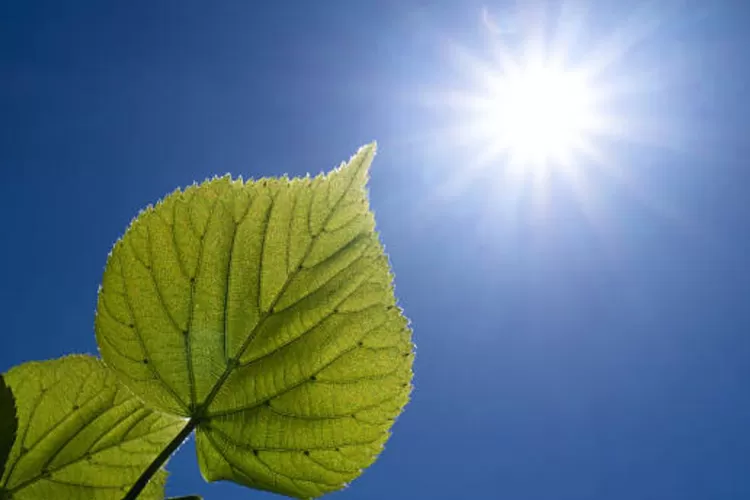 Klorofil dan cahaya matahari sebagai bahan yang diperlukan dalam fotosintesis tumbuhan