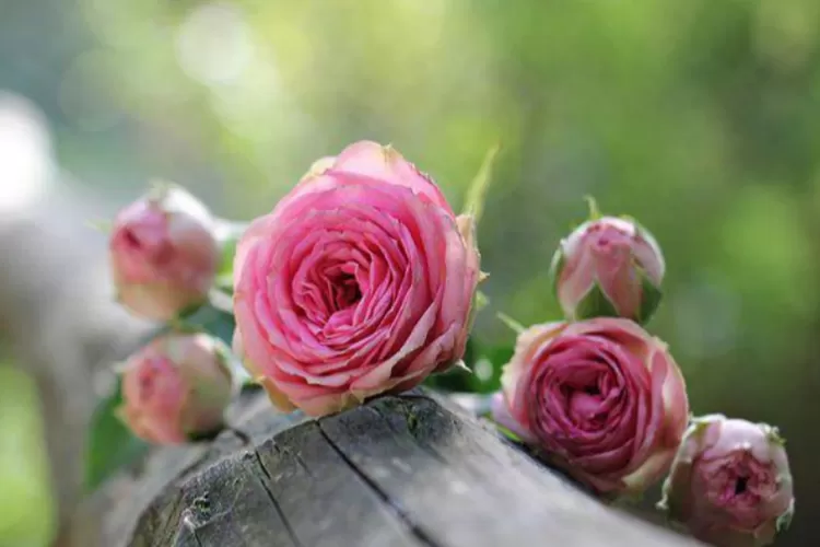 Pecinta Mawar Wajib Tahu, Inilah Beberapa Warna Mawar Beserta Maknanya! (pixel2013 via Pixabay)