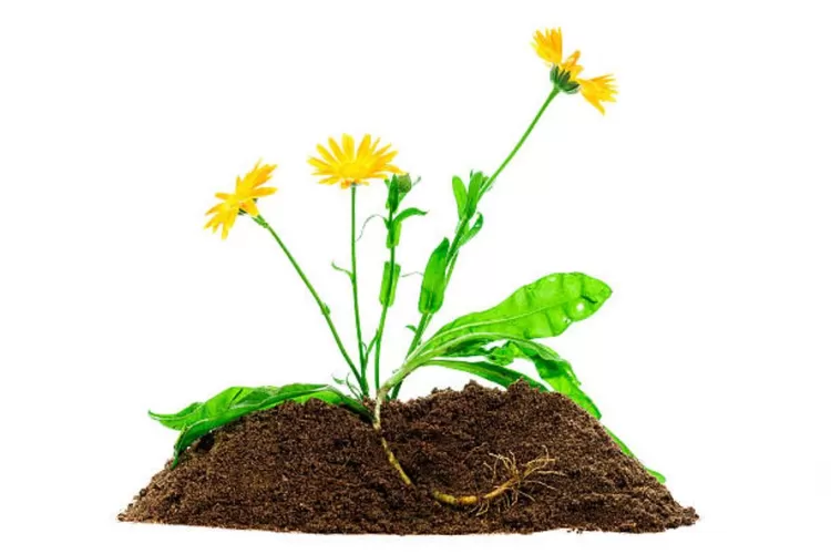 Bagian tumbuhan: bunga, batang, daun, dan akar dari materi IPAS kelas 4 SD/MI Kurikulum Merdeka
