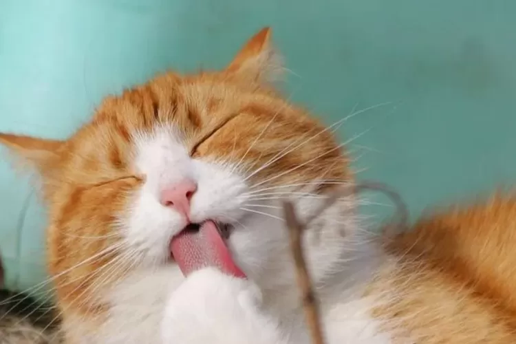 Ilustrasi kucing (foto: Pixabay)