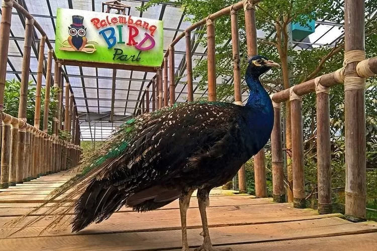 Destinasi wisata sekaligus edukasi bagi para pengunjung, Palembang Bird Park. (Instagram)