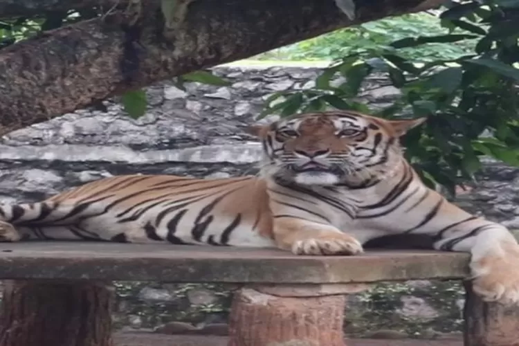 Potret harimau salah satu binatang yang ada di kebun binatang terbaik di Indonesia (instagram @ivanna.fnk)