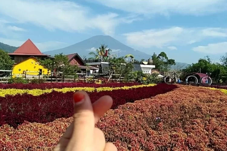  Oziel Amazing Garden ini adalah destinasi wisata yang menawarkan keindahan alam berupa hamparan bunga sejuta warna (ig @trinatalya.p)