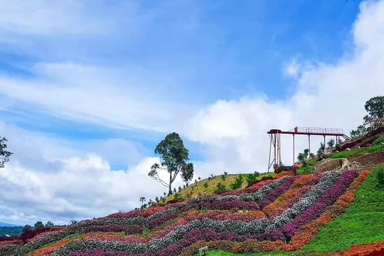 Taman Bunga Puncak Tonang, salah satu destinasi wisata di Padang yang wajib dikunjungi. ( ig @minangkito_rancak)
