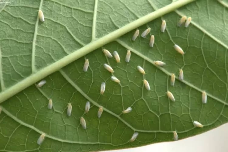 Cara membasmi hama kutu putih dari tanaman dengan bahan dapur dan toilet   (Istimewa )
