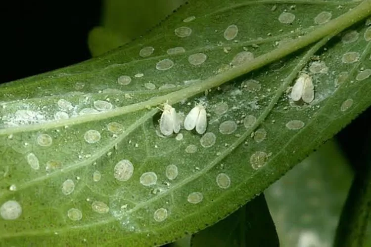 Cara membuat hama kutu putih lari terbirit-birit dari tanaman kesayangan (Istimewa )