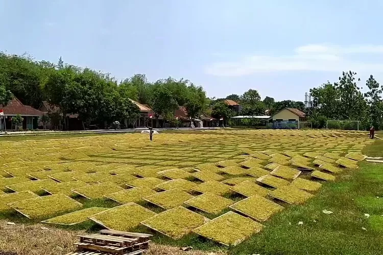  Petani tembakau menjemur rajangan tembakau sebelum dijual ke pengepul.  ((edi prayitno/kontributor Kendal))