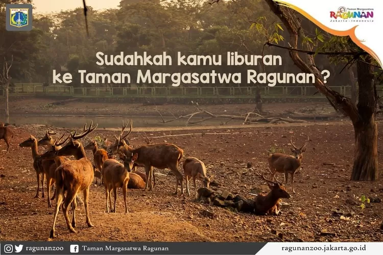 Harga Tiket Masuk Taman Margasatwa Ragunan  (Tangkapan layar Instagram /@ragunanzoo)