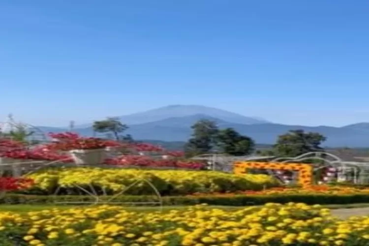 Taman Bunga Celosia, salah satu destinasi wisata di Semarang. (Akun Instagram @taman_bunga.celosia)