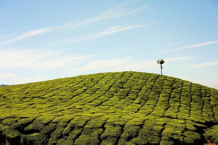 Perkebunan teh, salah satu destinasi wisata sekitar Soreang dan Ciwidey. (Pixabay)