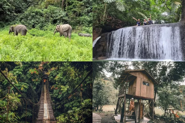 Tangkahan, Berwisata Dengan gajah Di Sumatera Utara (Kolase Instagram/@tangkahanecotourismofficial)