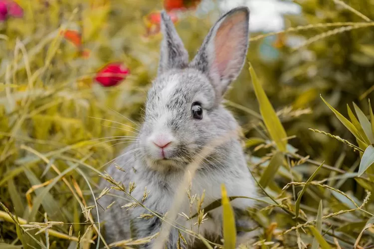 Kelinci, hewan imut dan menggemaskan ini merupakan hewan peliharaan sejuta umat (Pppoppy via Pixabay)