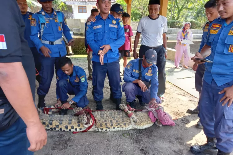 Petugas Damkar Subang Tangkap Buaya Muara yang gegerkan Warga (Ahya)