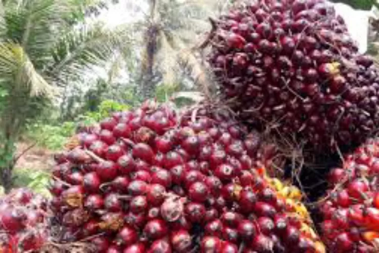 Ilustrasi buah sawit (Sumber : infosawit)