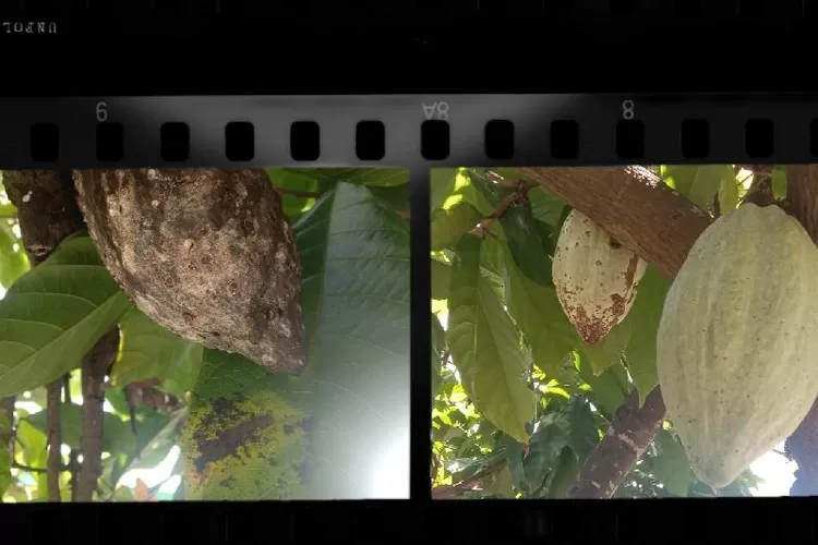Kolase foto coklat yang sehat dan yang kering karena penyakit milik petani Desa Cambir Leca Satarmese Barat Manggarai NTT (Feliks Janggu )