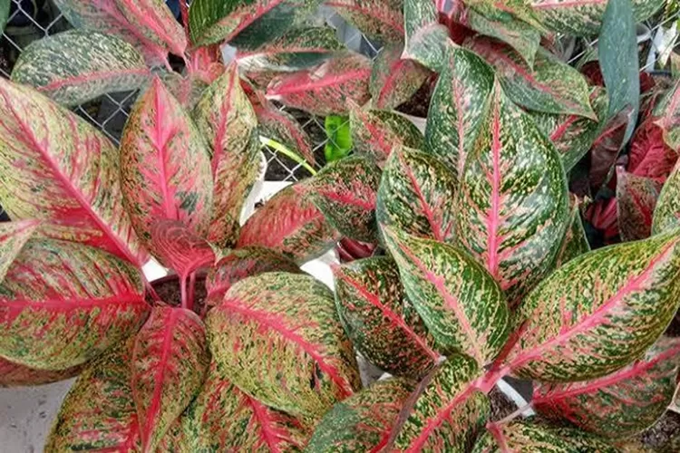  Ini Waktu yang Tepat Menyiram Aglonema Agar Bebas Hama Kutu Putih dan Jamur. (istimewa)