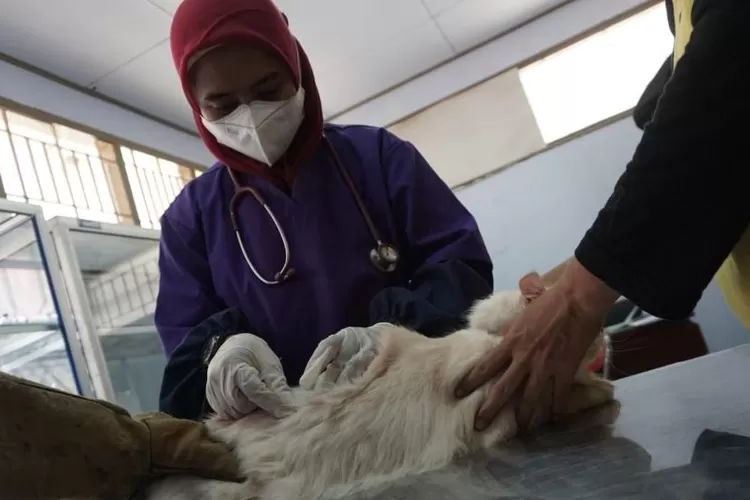 Dokter Hewan di Puskeswan Batang, Laorizia F D menyuntikan vaksinasi rabies. Foto: Muslihun kontributor Batang.
