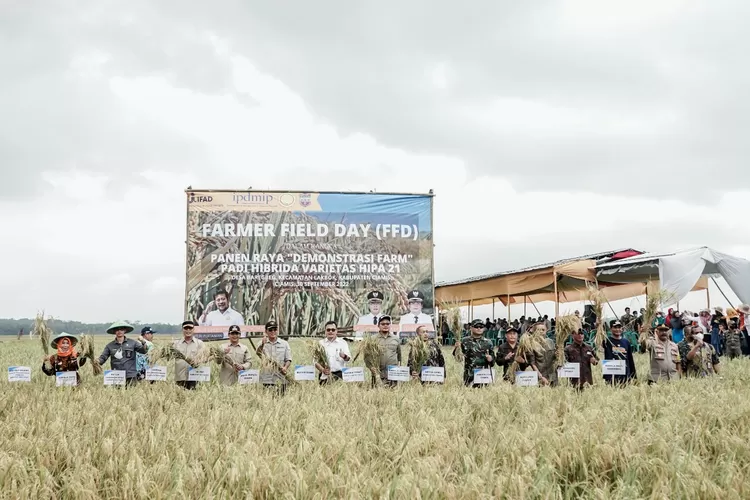 Panen raya padi Hibrida Varietas Hipa 21 bertempat di Desa Baregbeg Kecamatan Lakbok, Jum'at (30/09/2022). 