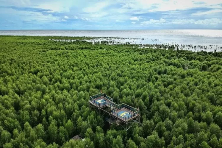 Destinasi wisata alam di Banjarmasin 3 urutan pertama favorit part 3 salah satunya adalah Hutan Mangrove Pagatan Besar (Instagram @jimmy_riderss)