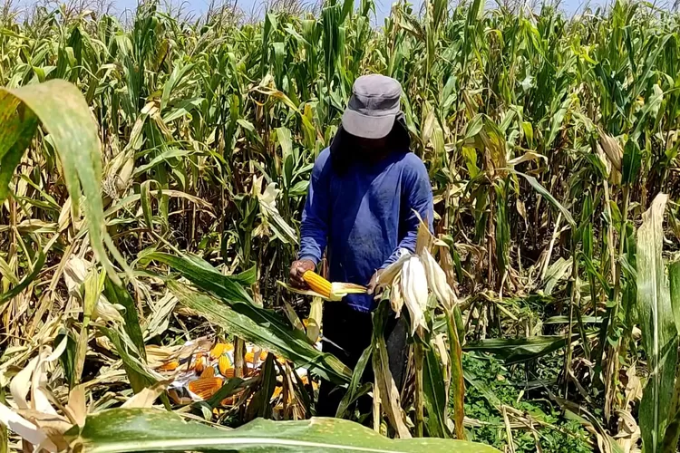 Petani memanen jagung meski bukan panen raya tetapi harga turun. ( (edi prayitno/kontributor kendal))