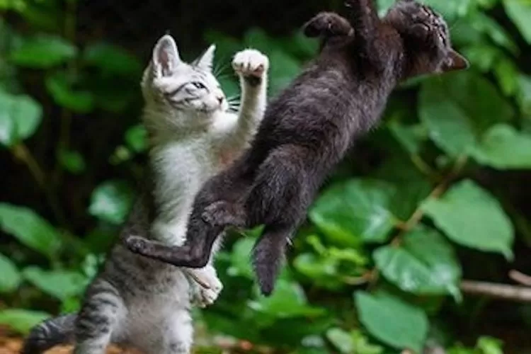 Meme kucing meninju temannya dibagikan oleh netizen yang mendesak Ketum PSSI Mochamad Iriawan untuk mengundurkan diri pasca tragedi stadion Kanjuruhan Malang yang menewaskan lebih dari 130 suporter usai laga Arema FC dan Persebaya. (Twitter @Oshiiiiiinnn_50)