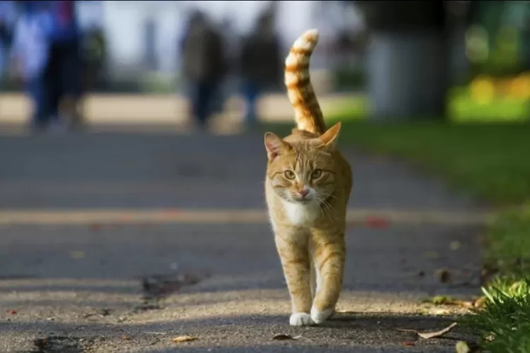 Ilustrasi. Kucing oren melintas jalanan.