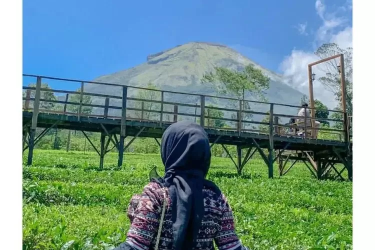  Kebun Teh Tambi, salah satu wisata alam di Jawa Tengah yang dijamin akan menjadi tempat healing menyenangkan (Instagram @kebuntehtambiofficial)