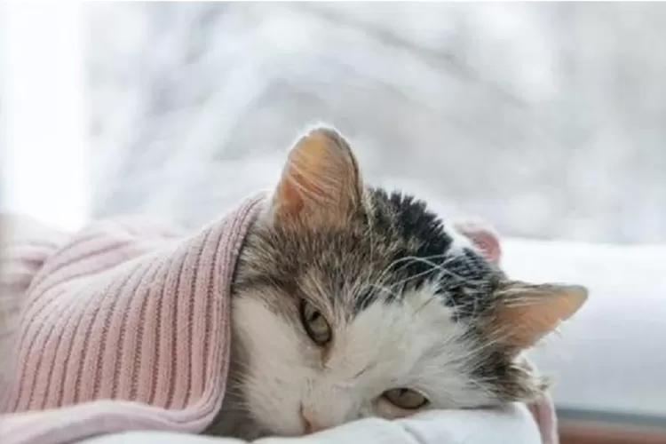 Ilstrasi. Kucing tak mau makan bisa jadi perttanda sakit atau penyebab lain. 