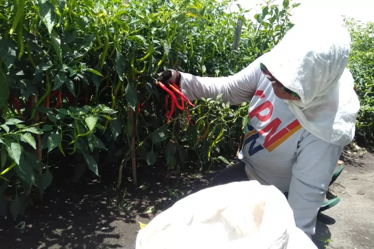 Ilustrasi petani cabai di Bantul. (Istimewa.)