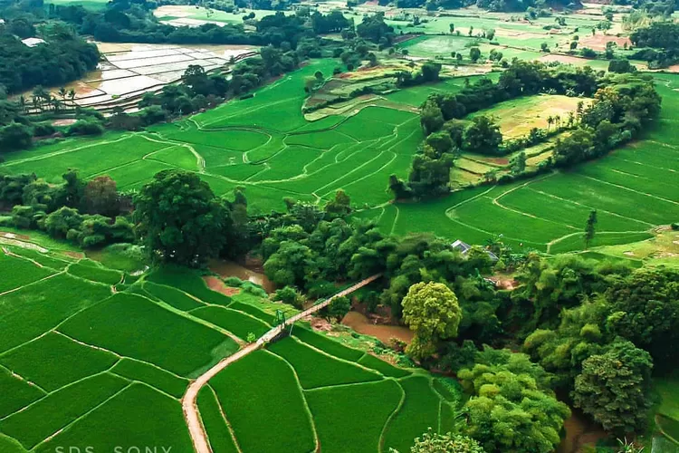 Jembatan Gantung Cisaat Setu Bekasi 'Sasak Mare' disuguhi pemandangan sawah membentang (Instagram @bekasi_24_jam)